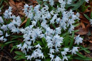 Пушкиния Либанотика (Puschkinia scilloides var libanotica), 10 шт (разбор 5/6) - картинка 2