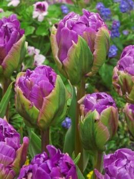 Тюльпан Блюберри Айс (Blueberry Ice), 5 шт (разбор 12/14) - картинка 2