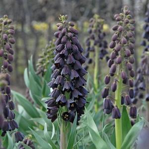 Рябчик персидский (Fritillaria persica), 1 шт (разбор 20/22) - картинка 3
