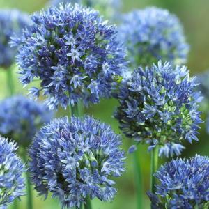 Аллиум Голубой (Allium caeruleum), 25 шт (разбор 5/6) - картинка 2