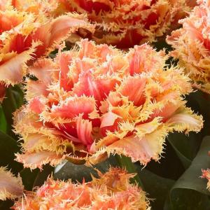 Тюльпан Брисбен (Brisbane), 10 шт (разбор 12/14) - картинка 2