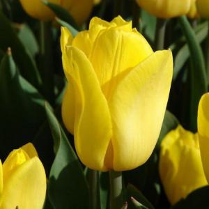 Тюльпан Стронг Голд (Strong Gold), 25 шт - картинка 2