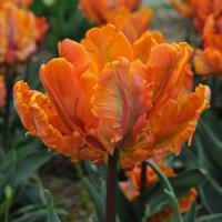 Тюльпан Ирен Пэррот (Irene Parrot), 10 шт (разбор 12/14)