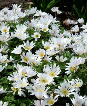 Анемона Бланда Уайт Сплендор (Anemone blanda White Splendour), 25 шт (разбор 5/6) - картинка 2