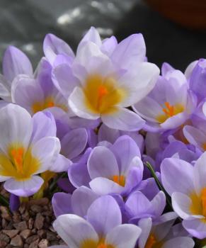 Крокус Зибера Файерфлай (Sieberi Firefly), 25 шт (разбор 5/7) - картинка 2