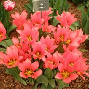 Тюльпан Торонто (Toronto), 25 шт (разбор 11/12) - картинка 5