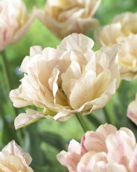 Тюльпан Силк Роуд (Silk Road), 10 шт (разбор 11/12) - картинка 5