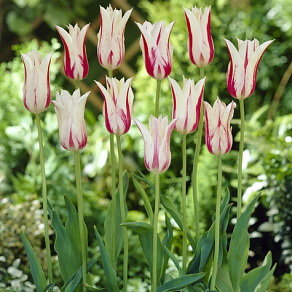 Тюльпан Мерилин (Marilyn), 10 шт (разбор 11/12) - картинка 1