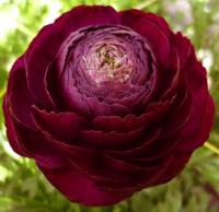 Ранункулюс Авив Руж (Ranunculus Aviv Rouge), 15 шт (разбор 7/8)