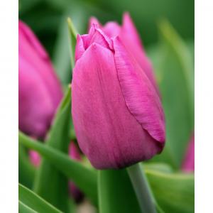 Тюльпан Пинк Триумф (Pink Triumph), 25 шт - картинка 2