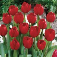Тюльпан Ред Импрешн (Red Impression), 10 шт (разбор 12/14)