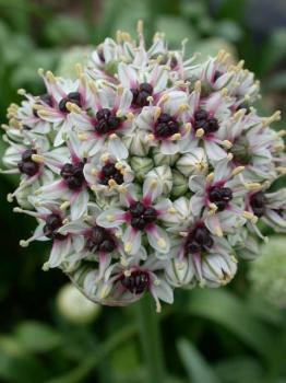 Аллиум Сильвер Спринг (Allium Silver Spring), 3 шт (разбор 12/14) - картинка 4