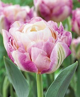 Тюльпан Свит Дезаэ (Sweet Desire), 10 шт (разбор 12/14) - картинка 3