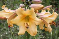 Лилия ОТ-гибрид Салтарелло (Saltarello), 3 шт (разбор 16/18!)