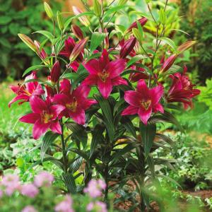 Лилия ОТ-гибрид Пёпл Принц (Purple Prince), 3 шт (разбор 16/18!) - картинка 2