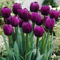 Тюльпан Дип Пепл Рок (Deep Purple Rock), 10 шт (разбор 12/14)