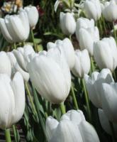Тюльпан Хакуун (Hakuun), 10 шт (разбор 12/14)