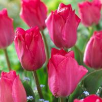 Тюльпан Леди Ван Эйк (Lady van Eijk), 10 шт (разбор 12/14)