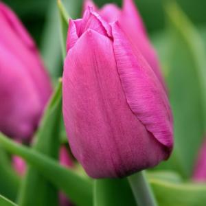 Тюльпан Пинк Триумф (Pink Triumph), 25 шт - картинка 1