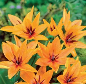 Тюльпан Престанс Шогун (Praestans Shogun), 15 шт (разбор 9/10) - картинка 1