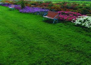 Газон Полевица - картинка 1