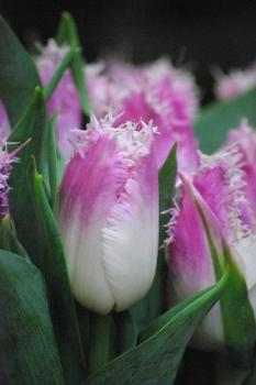 Тюльпан Овиедо (Oviedo), 10 шт (разбор 12/14) - картинка 2