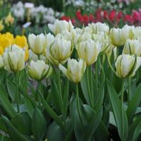 Тюльпан Экзотик Имперор (Exotic Emperor), 10 шт (разбор 12/14)