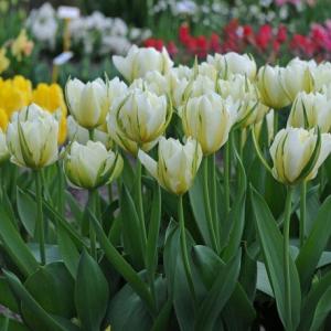 Тюльпан Экзотик Имперор (Exotic Emperor), 10 шт (разбор 12/14) - картинка 1