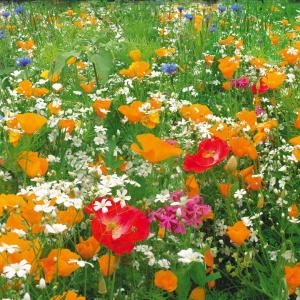 Газон цветущий Гольф-аристократ - картинка 1