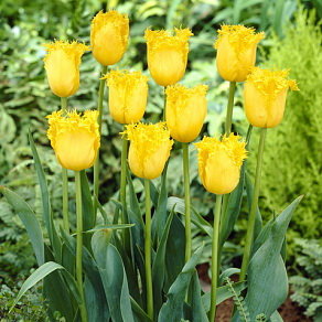 Тюльпан Гамильтон (Hamilton), 10 шт (разбор 12/14) - картинка 1