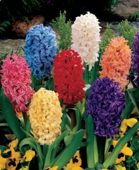 Гиацинт смесь сортов (Mixed), 3 шт (горшечный, разбор 18/19!) - картинка 2