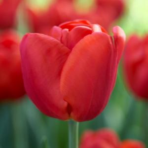 Тюльпан Феррари (Ferrari), 10 шт (разбор 11/12) - картинка 2