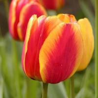 Тюльпан Апельдорн Элит (Apeldoorn Elite), 5 шт (разбор 11/12)