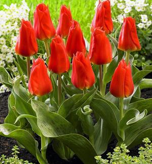 Тюльпан Мирамаре (Miramare), 10 шт (разбор 12/14) - картинка 1