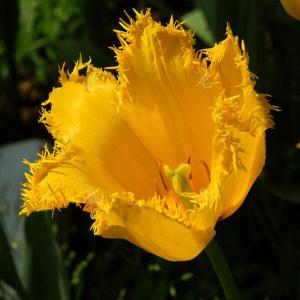 Тюльпан Гамильтон (Hamilton), 10 шт (разбор 12/14) - картинка 4