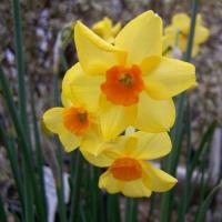 Нарцисс Скарлет Джем (Scarlet Gem), 5 шт (разбор 12/14)