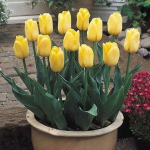 Тюльпан Йеллоу Триумф (Yellow Triumph), 25 шт - картинка 1