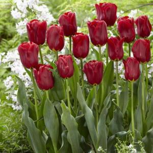 Тюльпан Ред Импрешн (Red Impression), 10 шт (разбор 12/14) - картинка 1
