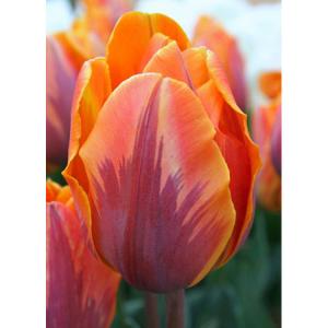 Тюльпан Принцесса Ирен (Prinzessin Irene), 10 шт (разбор 11/12) - картинка 3