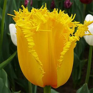 Тюльпан Гамильтон (Hamilton), 10 шт (разбор 12/14) - картинка 2