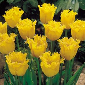 Тюльпан Гамильтон (Hamilton), 10 шт (разбор 12/14) - картинка 5