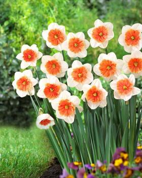 Нарцисс Риот (Riot), 5 шт (разбор 12/14) - картинка 2