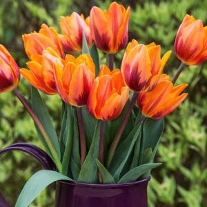 Тюльпан Принцесса Ирен (Prinzessin Irene), 10 шт (разбор 11/12) - картинка 5