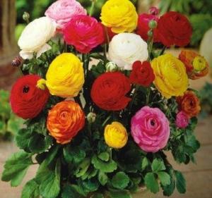 Ранункулюс Авив смесь (Ranunculus Aviv mixed), 15 шт (разбор 7/8) - картинка 1