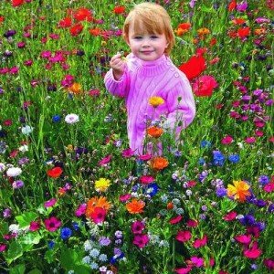 Газон цветущий Восточный орнамент - картинка 1