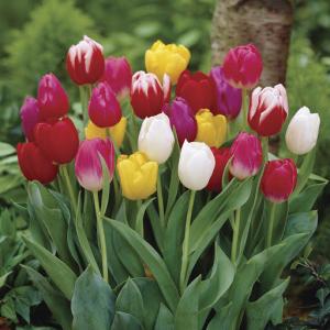 Тюльпан триумф смесь (Tulipa Triumph Mixed), 10 шт (разбор 11/12) - картинка 1