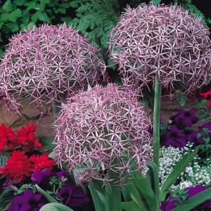 Аллиум Христофа (Allium christophii), 5 шт (разбор 12/14) - картинка 1