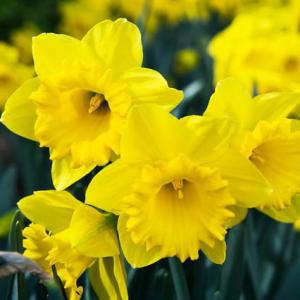 Нарцисс Датч Мастер (Dutch Master), 5 шт (разбор 12/14) - картинка 1