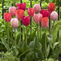 Тюльпан Фэмили Ван Эйк смесь (Family Van Eyk - Van Eyk/Orange/Mystic), 15 шт