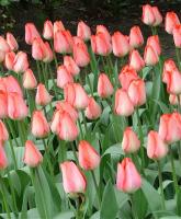 Тюльпан Биг Чиф (Big Chief), 15 шт (разбор 14/16!)